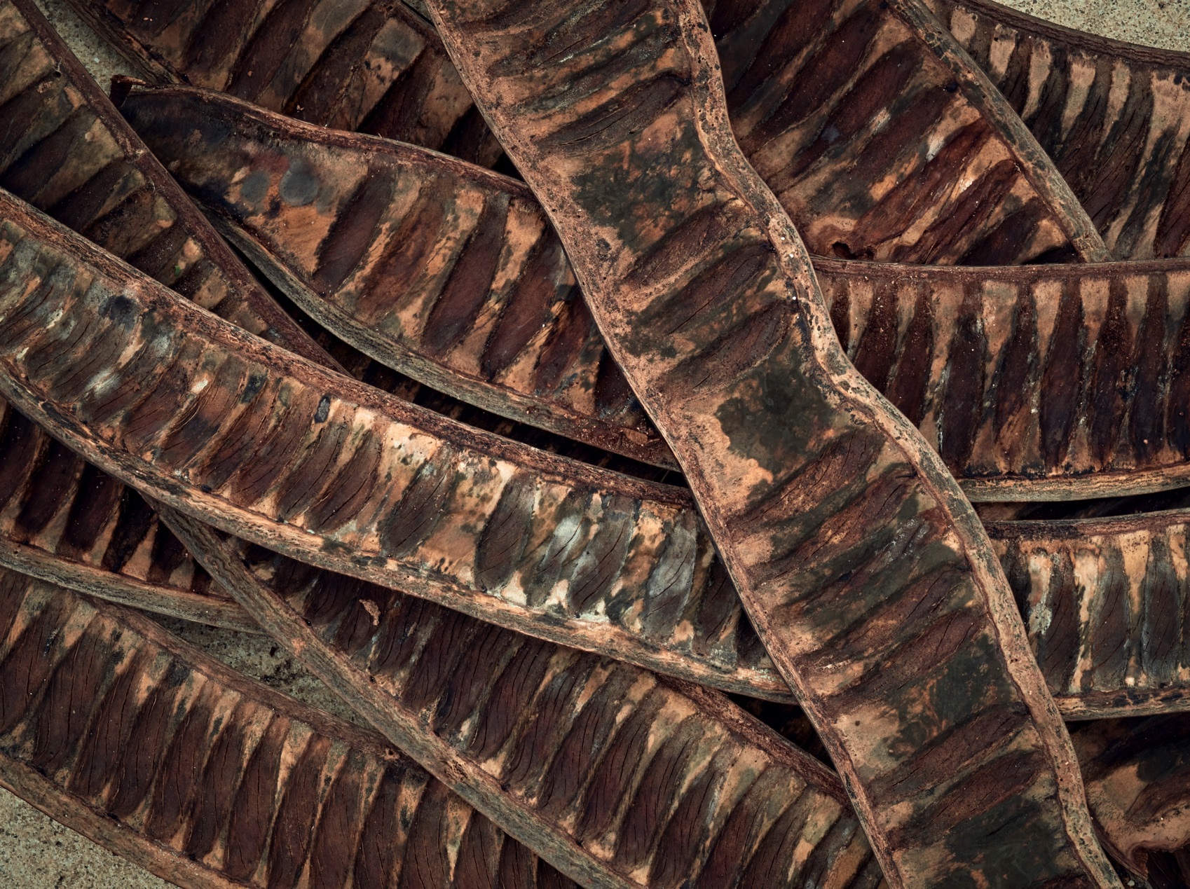 002 Zuri Zanzibar Beans