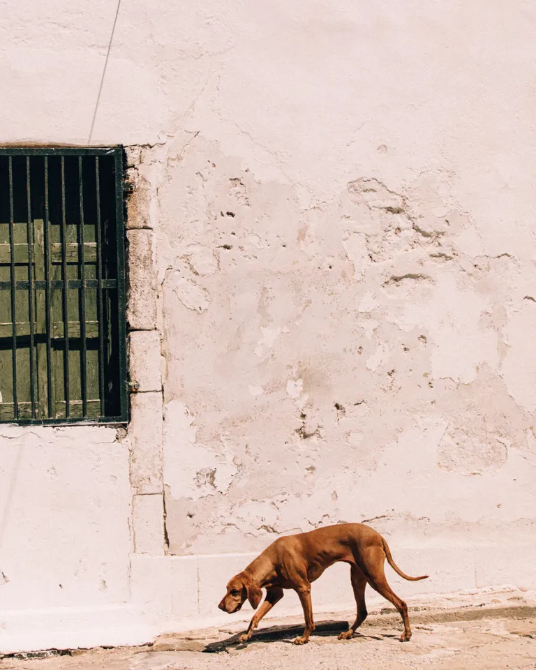 MBO Roi Kalfopoulou Rocabella City Dog 18