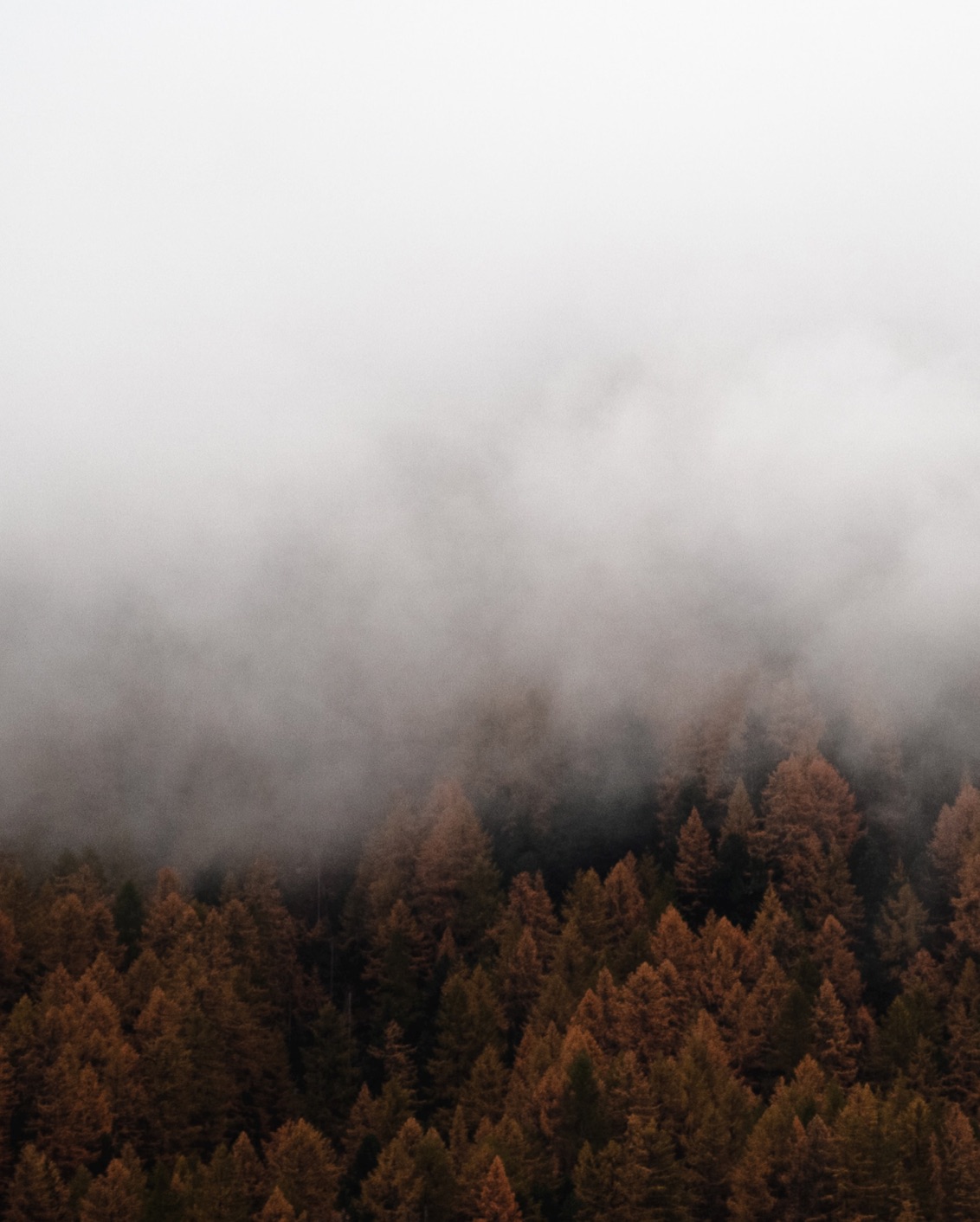 06 MBO Cervo Mountain Resort Forest Fog