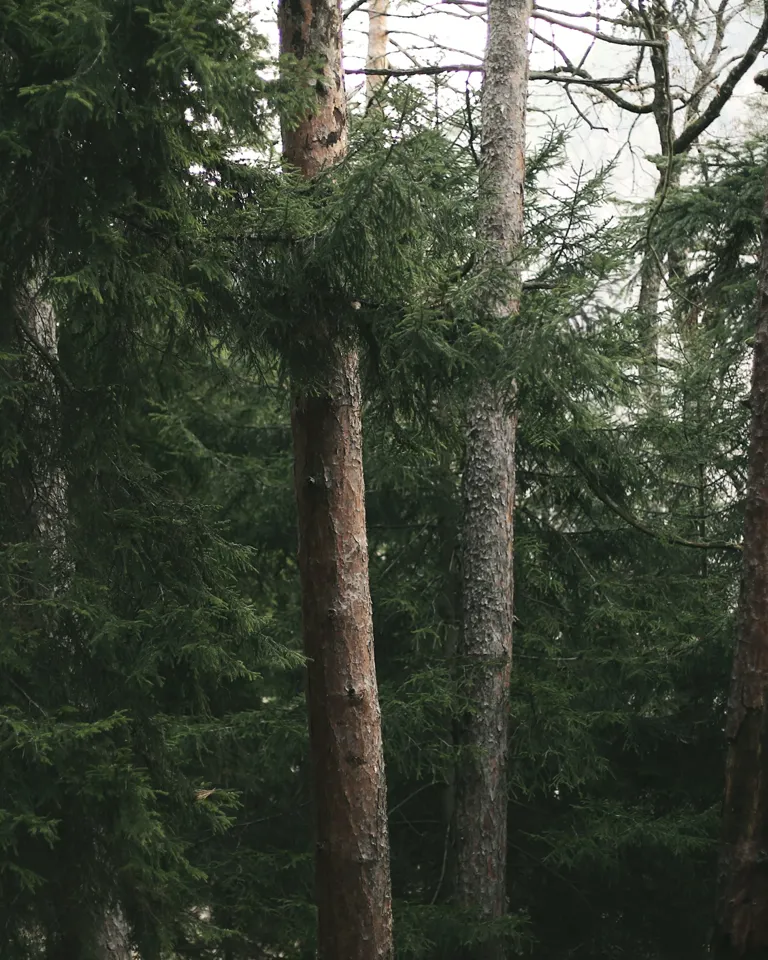 BP Walking Meditation 03