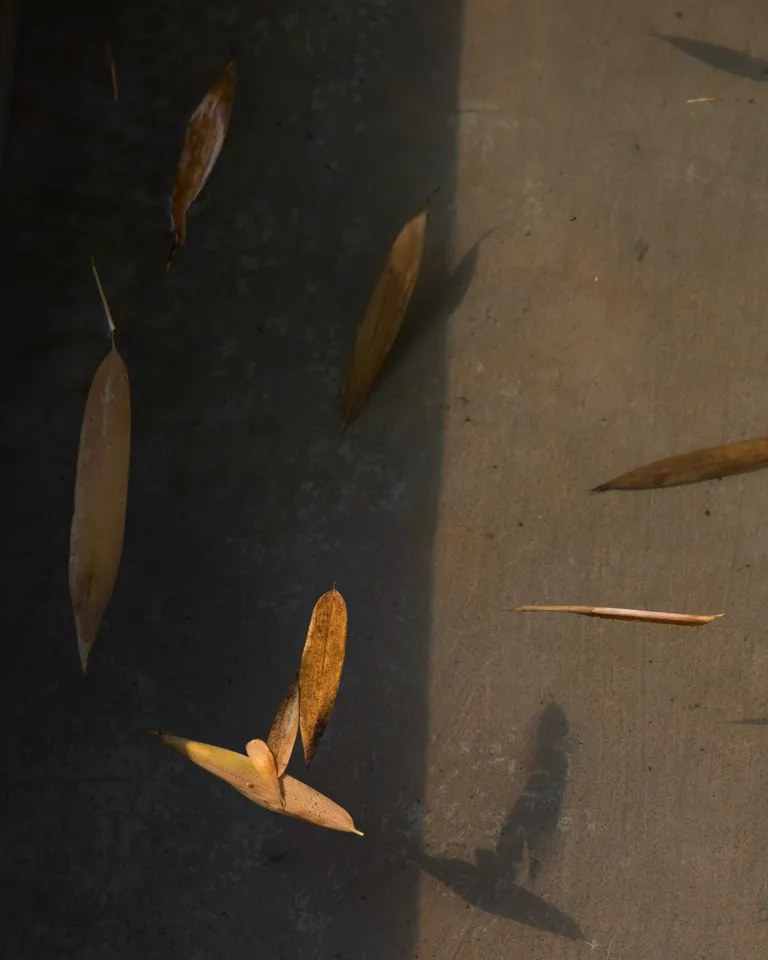 12 MBO Filario Hotel And Residences Pool Leaves