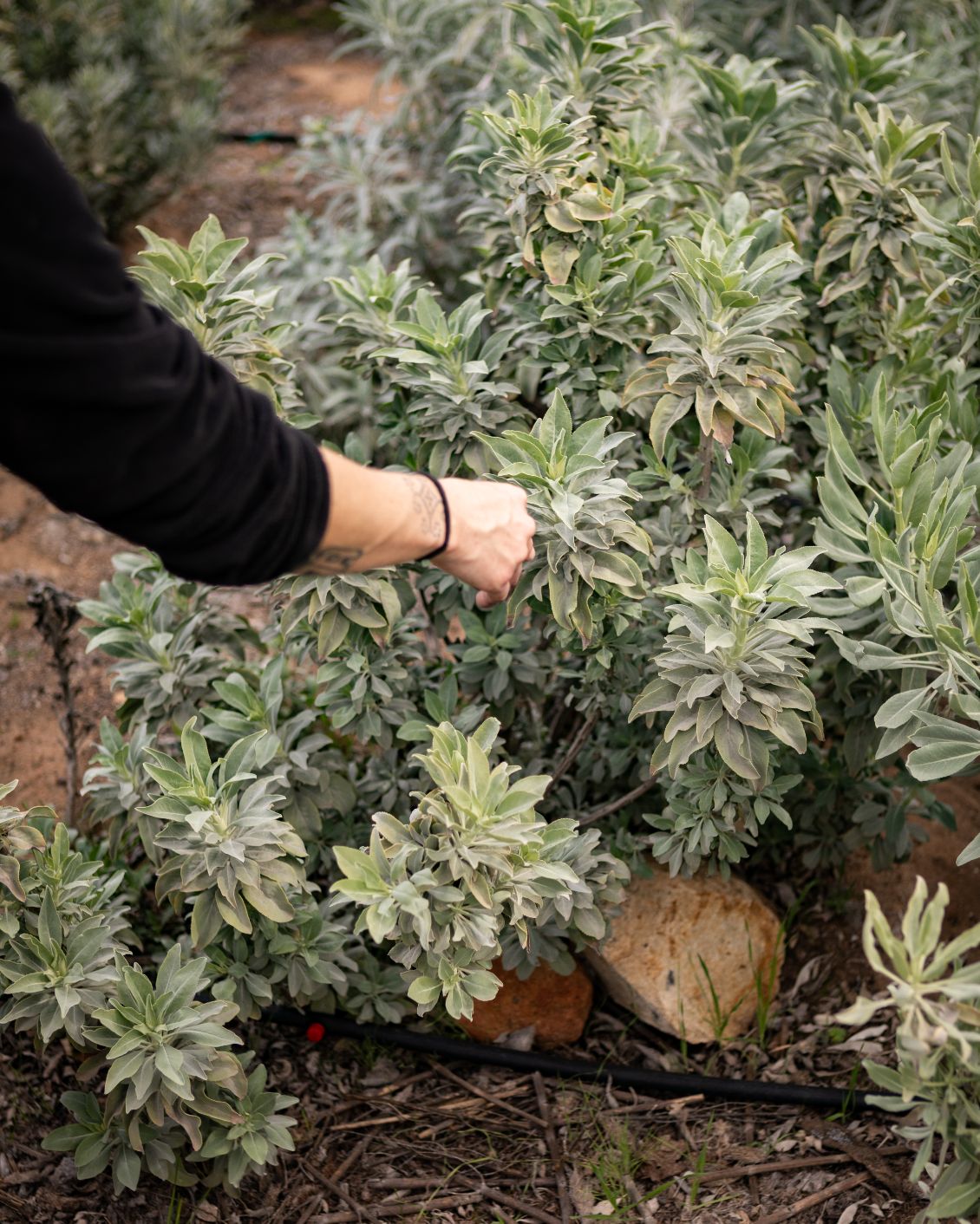 12 DH The Originals Mira Earth Studios Neighborhood Garden Herbs 2