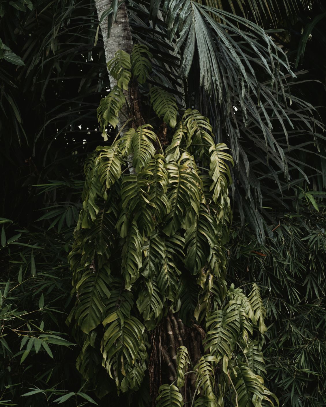 05 1 Sneak Peak Magia De Uma Garden Plants