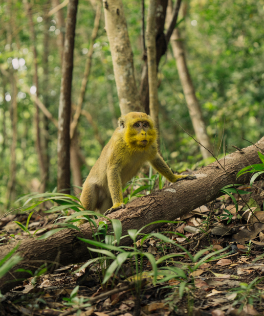 11 MBO Luma Highress