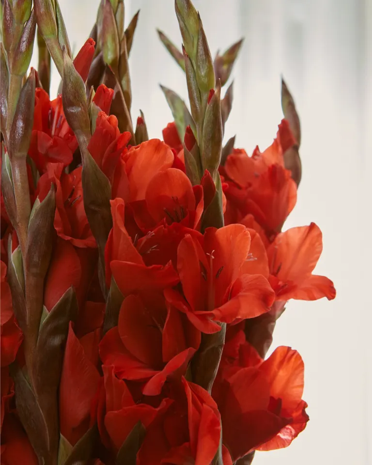 DH Originals Granger 16