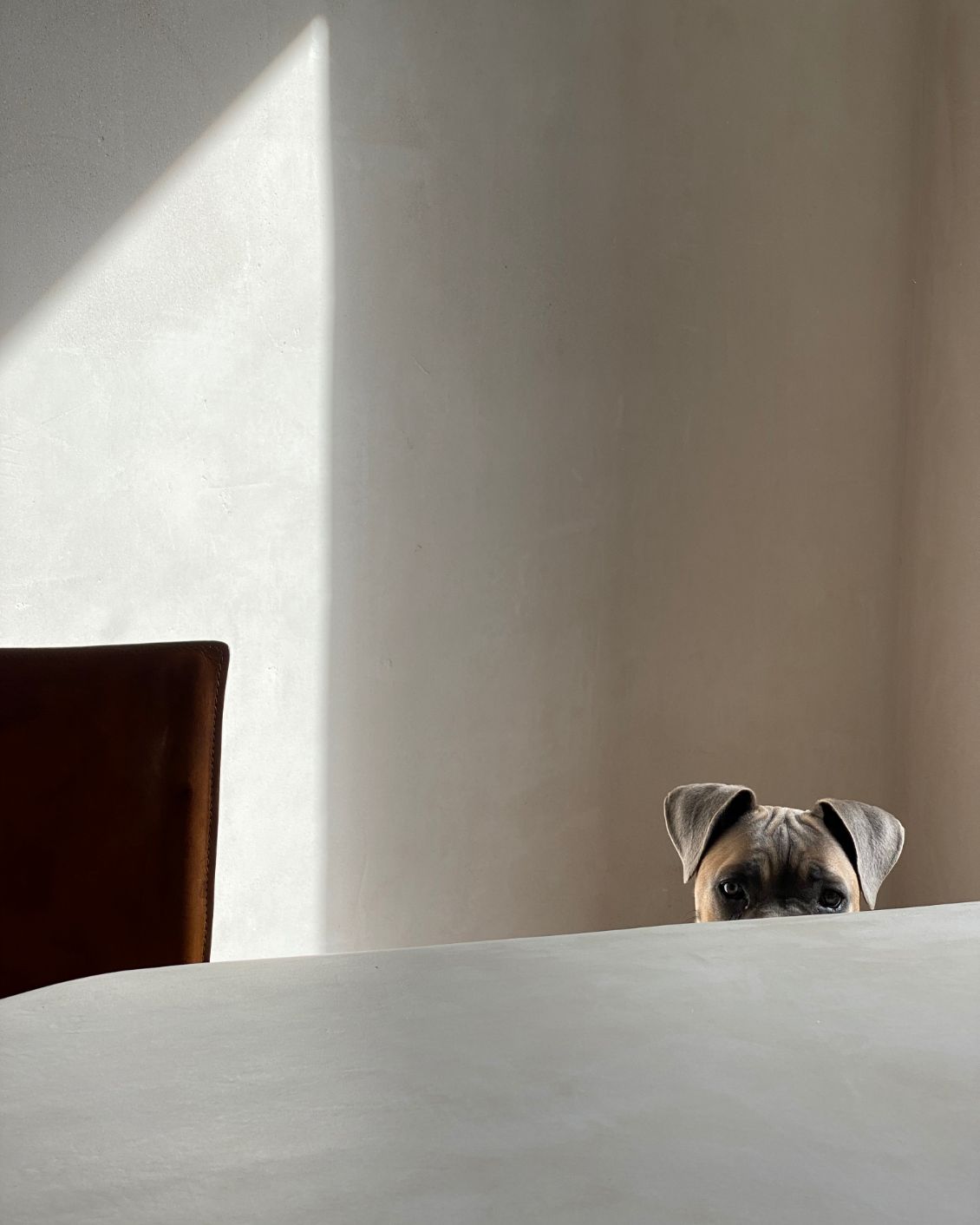 20 DH Homestory With Deglan Dog