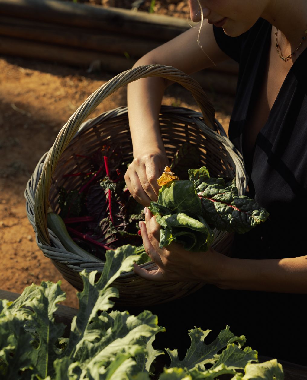 Phaea Cretan Malia Theme Box 03 Experiences 2