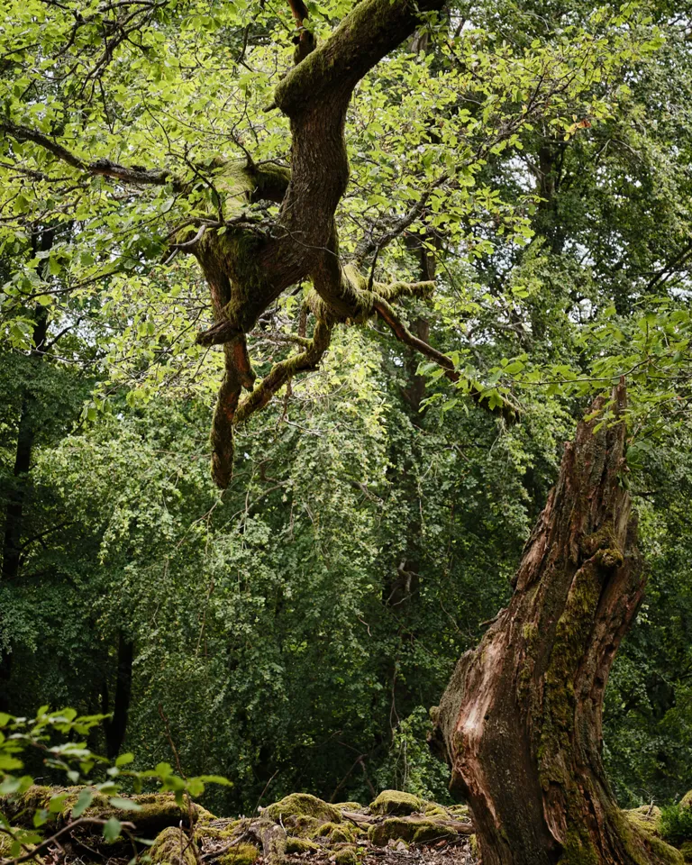 010 Seezeitlodge Woods Nature 02