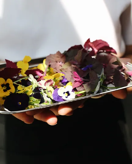 01 Indoor Farming Stamba