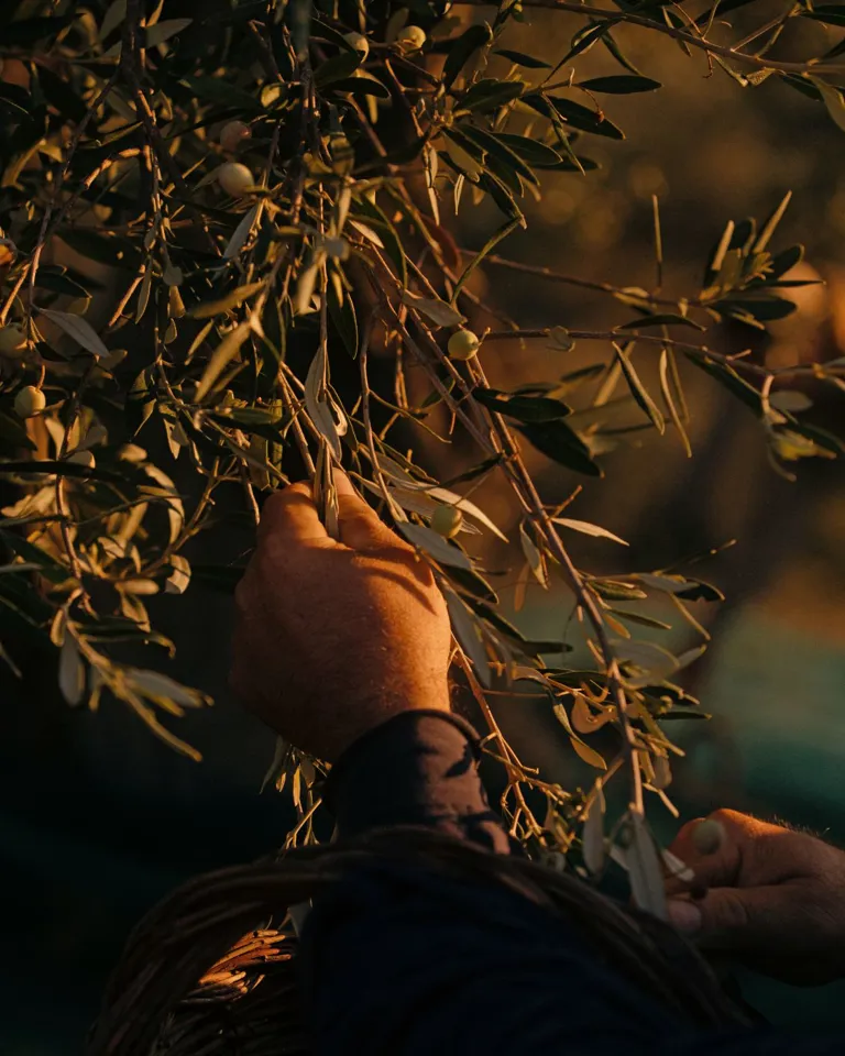 05 DH Design Anthology Italy Rastrello Olive Harvest