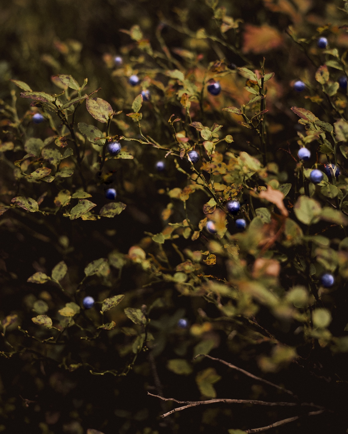 11 The Cambrian Mushroom Foraging