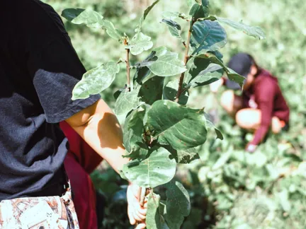 Trippin Voluntourism Plantingtrees