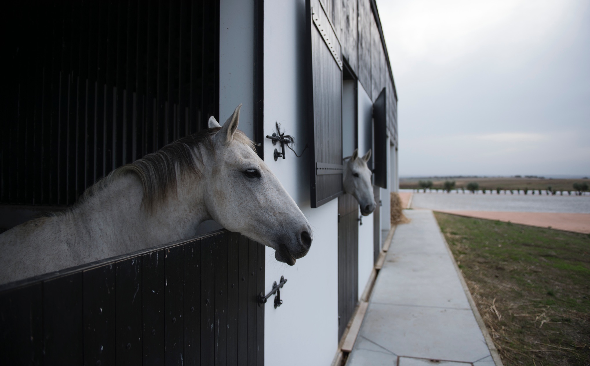 004 Torre De Palma Wine Hotel Horse