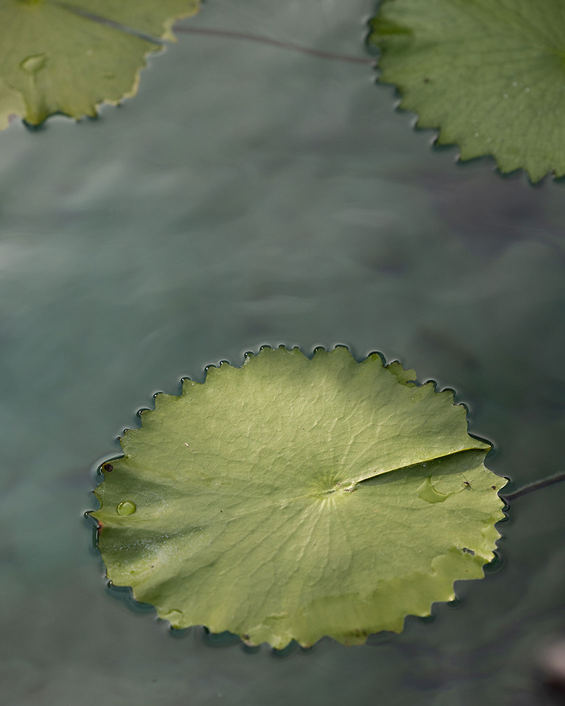 002 Rodrigo Juarez Water Lily Pads Edit