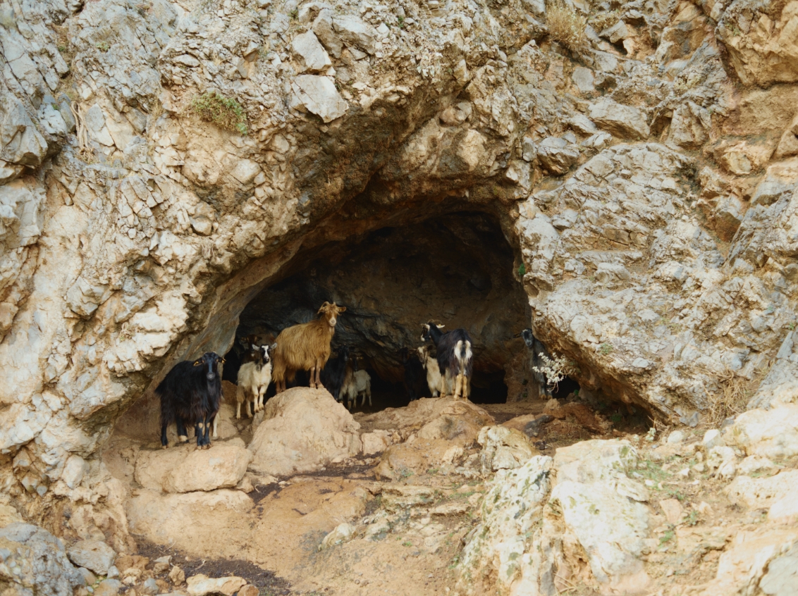 15 Originals Tella Thera