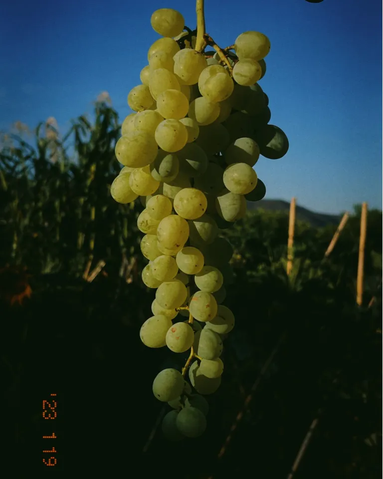 TGT Christian Naehtler 16