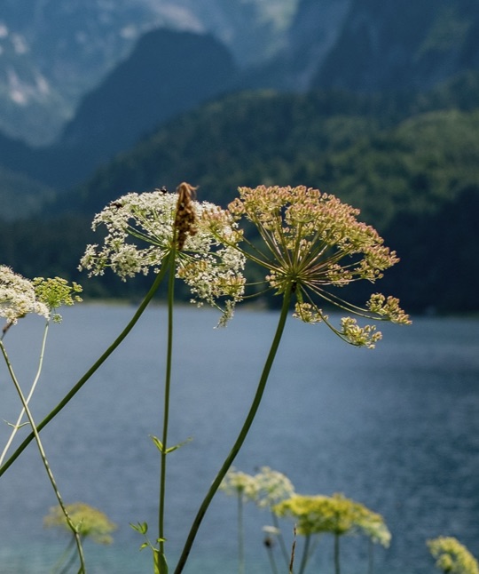 08 Destination South Tyrol Merano Alpine Flowers