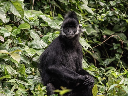 10 Trippin Ethical Ecotourism Black Primate Langur Jungle