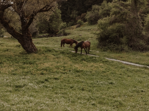 03B Forest & Mountain Hotels
