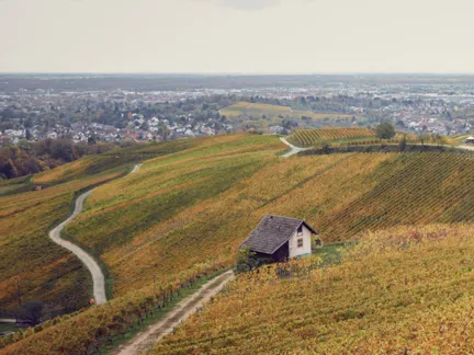 006 Hotel Liberty Vineyards