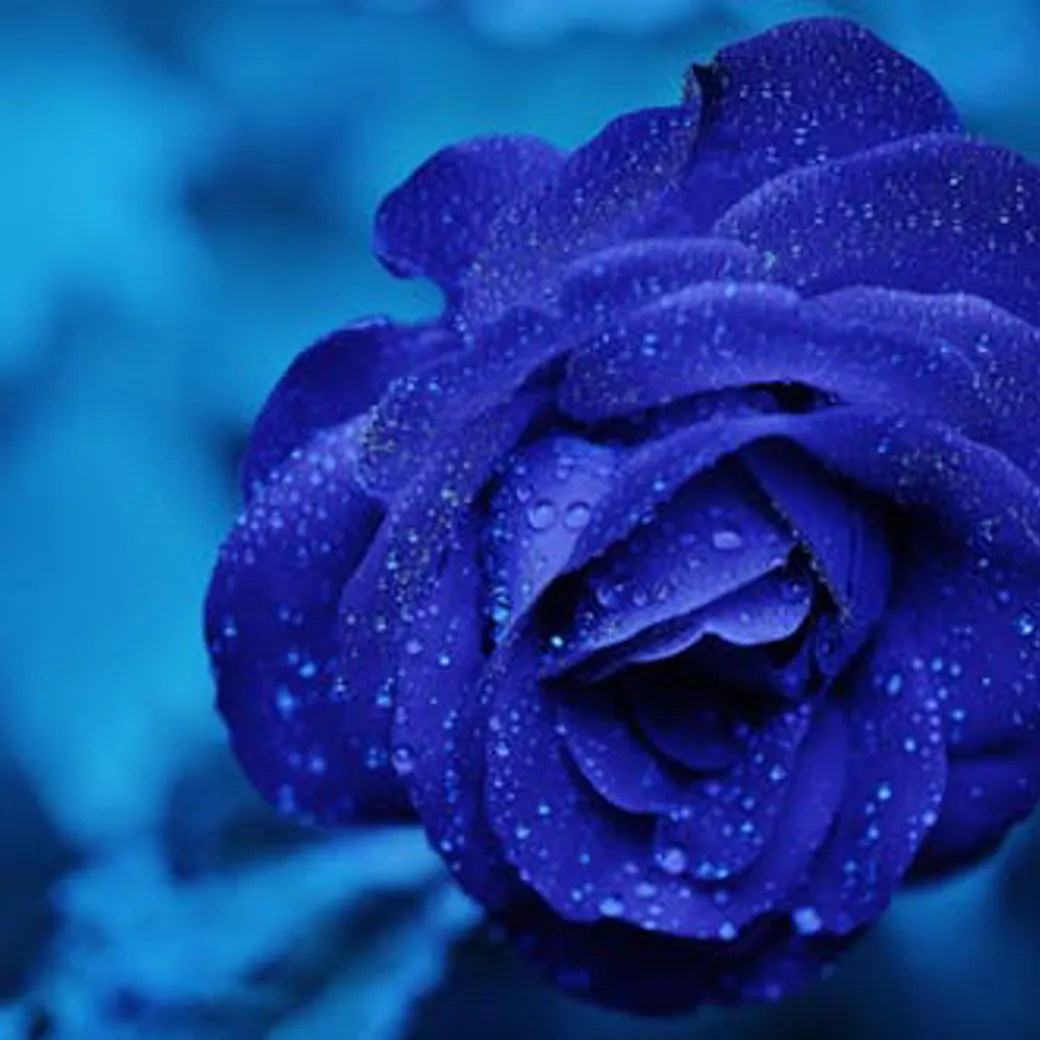 Rose Blue Flower Rose Blooms 67636