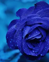Rose Blue Flower Rose Blooms 67636