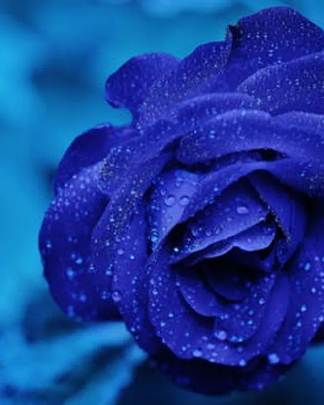 Rose Blue Flower Rose Blooms 67636