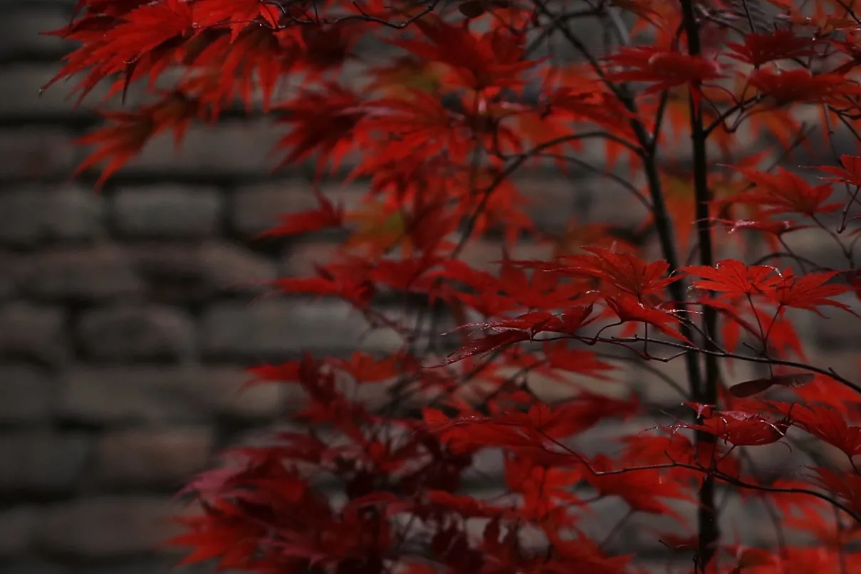 1439 Stamba Tree Red Leaves (1)