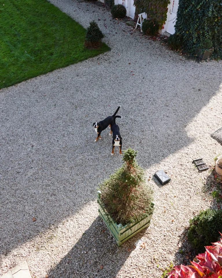 003 Chateau De La Resle Dogs